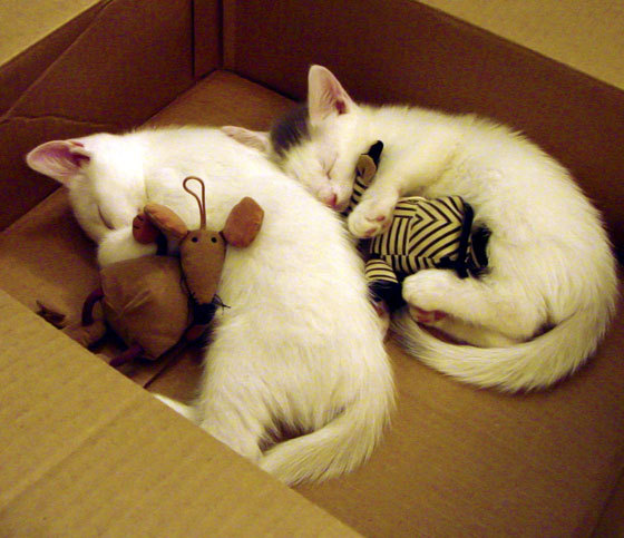 开云体育入口-飞越白山黑水，霍勒迪的钢翼在抢七之夜展开