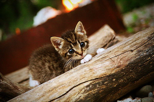 开云体育登录-从巴林沙漠到南美大陆，F1揭幕战激情与南美足球暗流