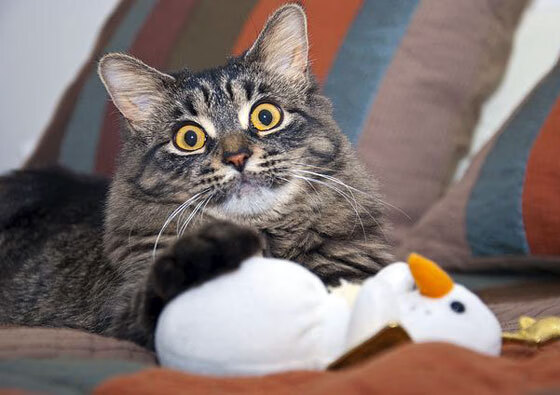 东风难压风城焰，克莱的救赎之火灼穿王冠