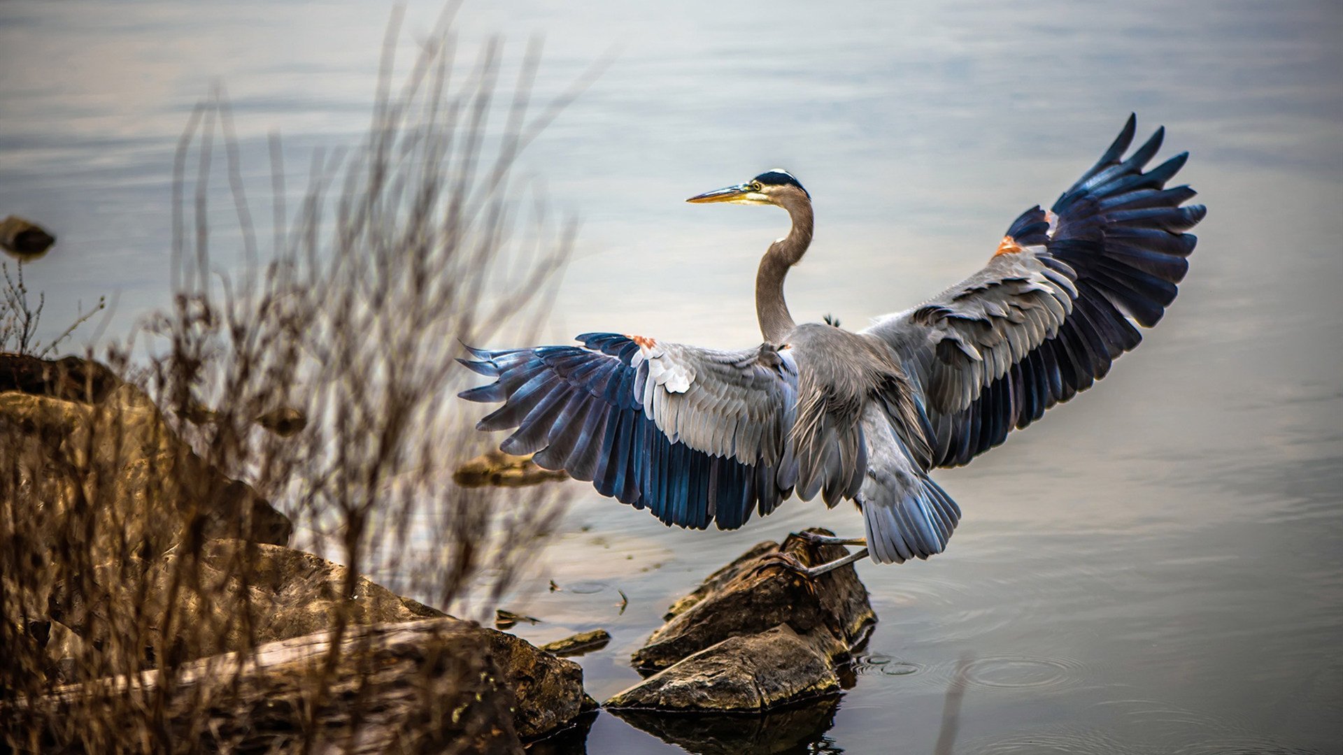 加纳爆冷亚特兰大，巴雷拉一锤定音，非洲黑马改写历史