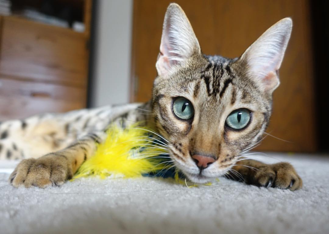 开云体育在线-三分箭雨与死亡缠绕，火箭如何用团队暴力美学强行终结勇士王朝？