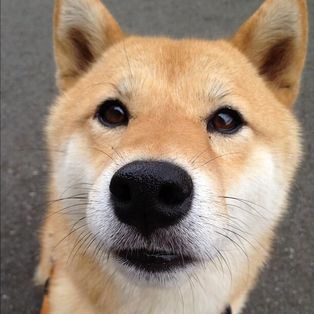 开云体育app-在欧冠的星空下，一场苏格兰速胜芬兰的想象风暴