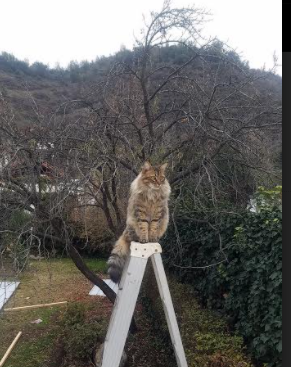 开云体育app-船沉金州，鹰扬扶桑，当哈登在2026年为自己按下快进键