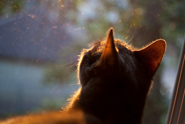 开云APP-冰封王座的逆袭，吉林队横扫雄鹿，奥运周期拉文接管关键战