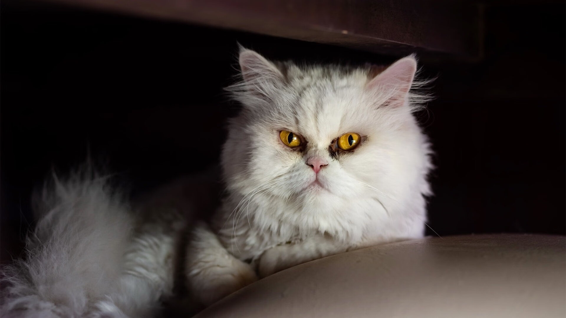 跨界篮球风云，恩比德爆发下的篮网节奏掌控与广东队的智慧应对