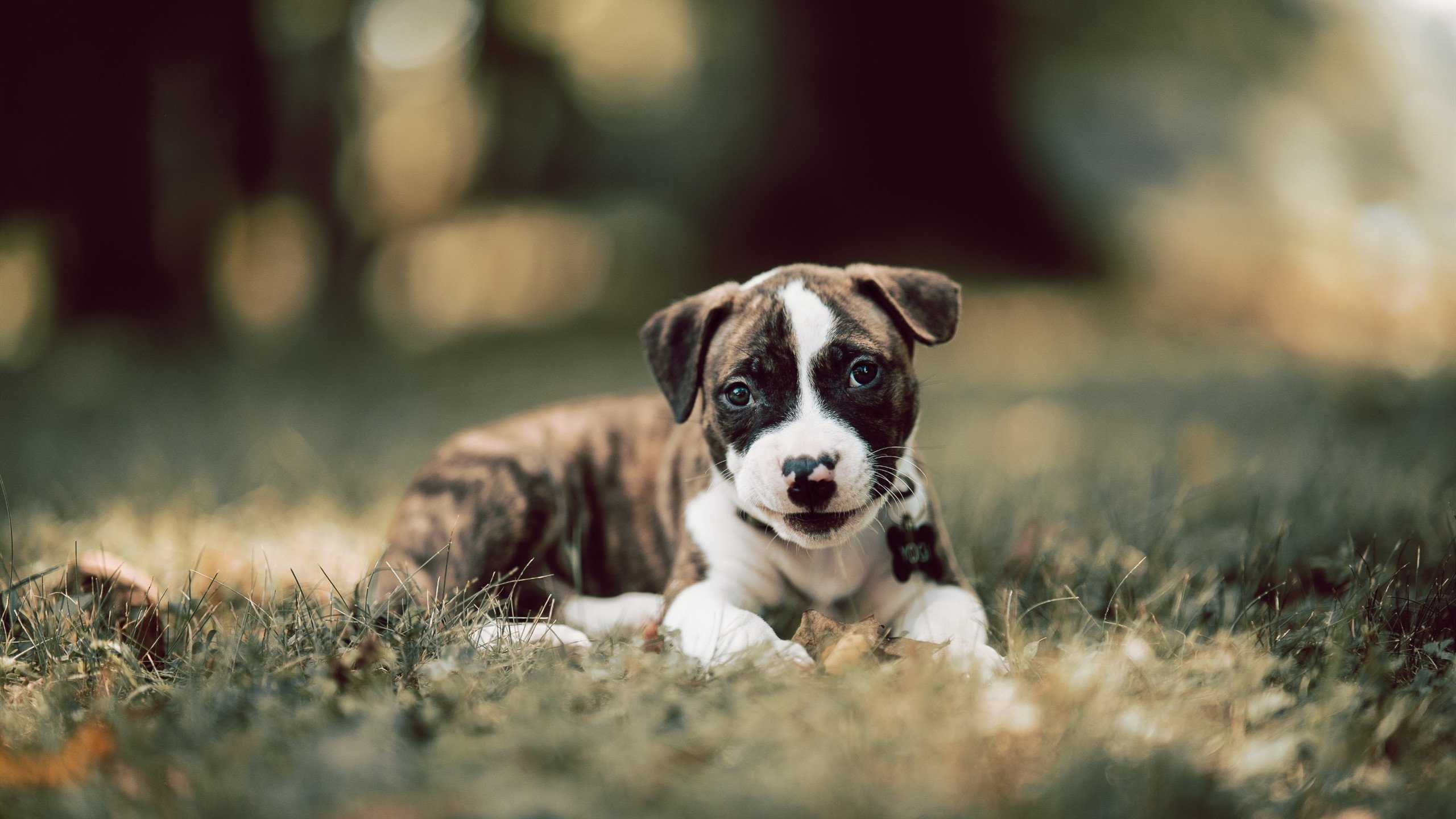 冰与火的乐章，哈登孤星爆发难敌爵士精密协奏