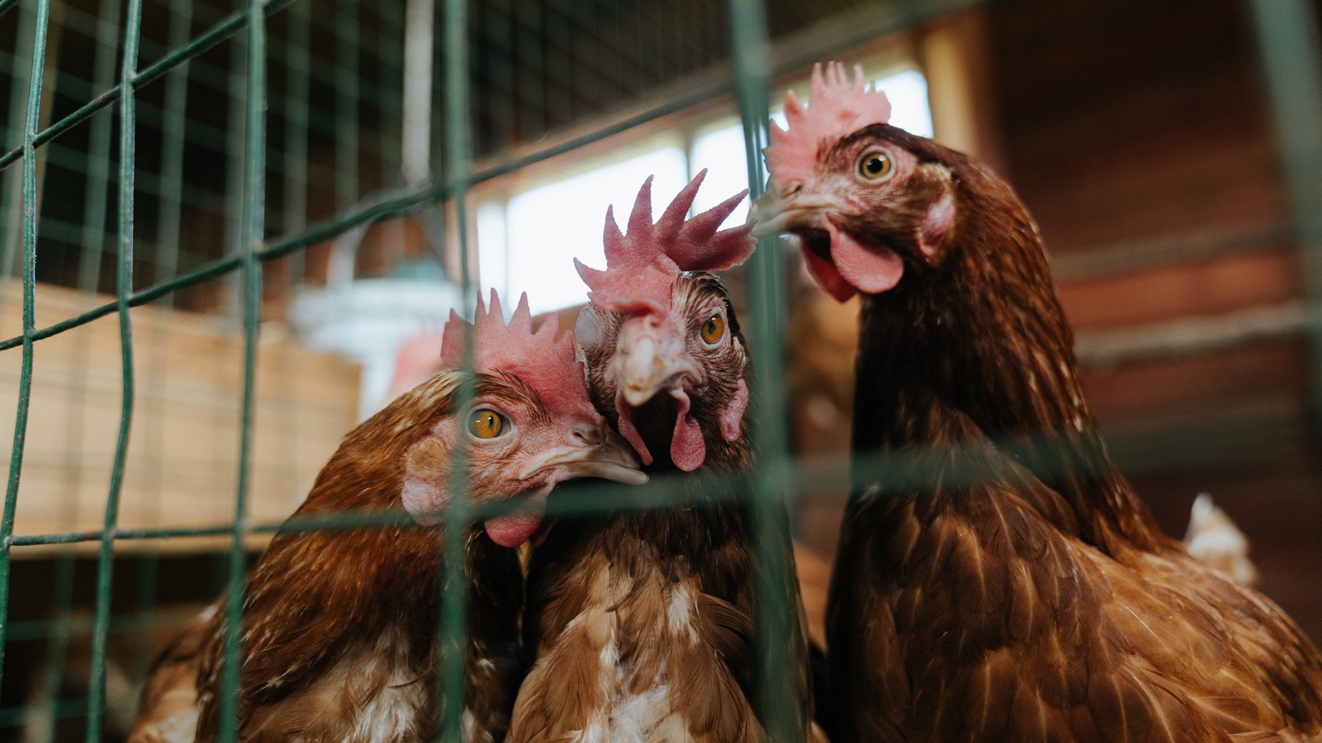 星火燎原与铁血传承，当哈利伯顿的魔法照亮绿军紫金旧战场