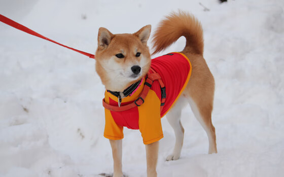 开云-从哈弗茨的稳定到安哥拉的逆袭,唯一性的光芒在何处闪耀?