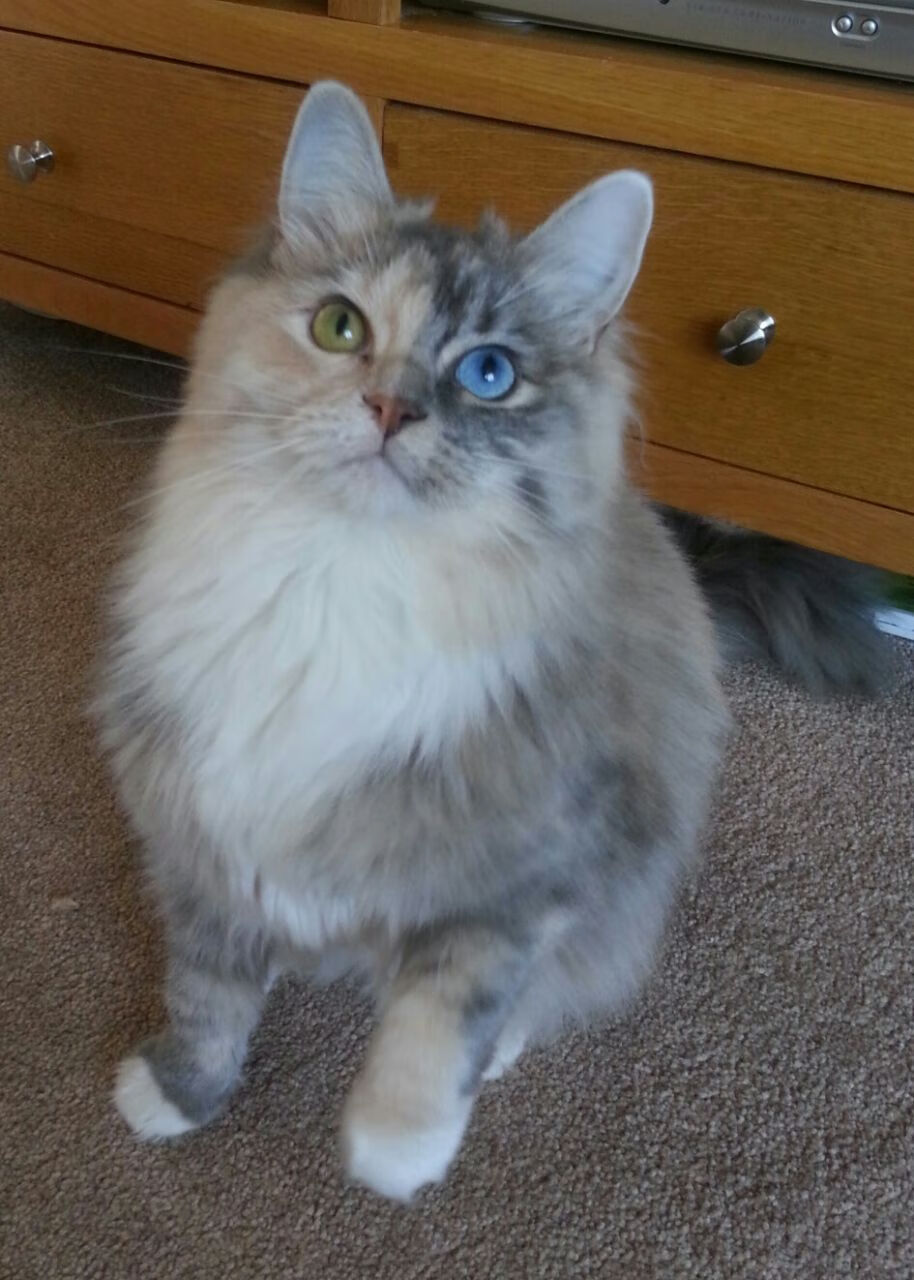 开云体育中国-从末节之神到压哨缔造者—布伦森助开拓者绝境逢生