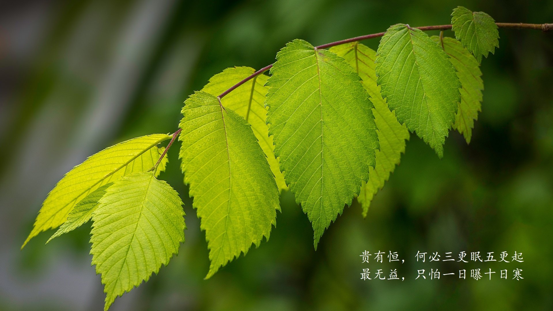 血脉与诀别,2026半决赛,苏亚雷斯的最后一刀劈开时空